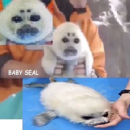 baby seal rescue