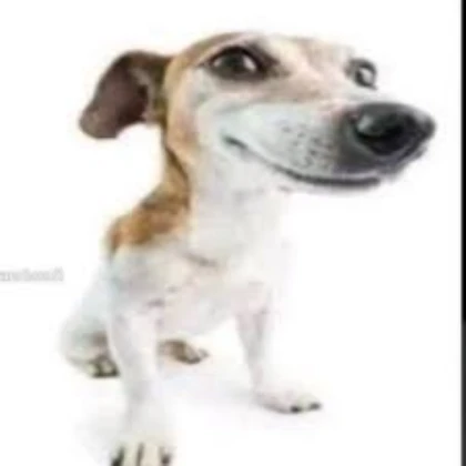 Meme Dog