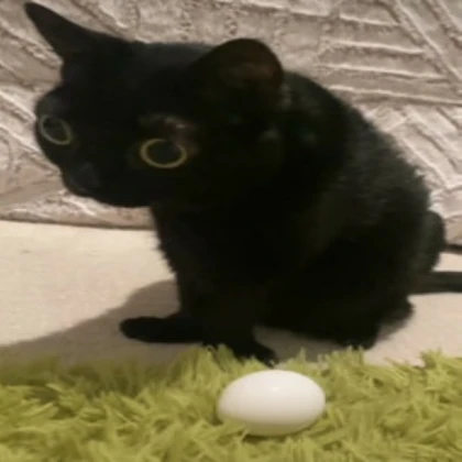 jinx and an egg