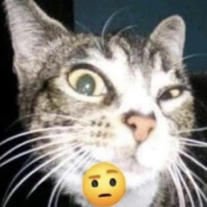 cat cat cat cat Roblox Decal