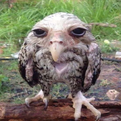 owl