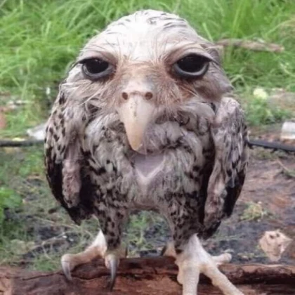 wet owl