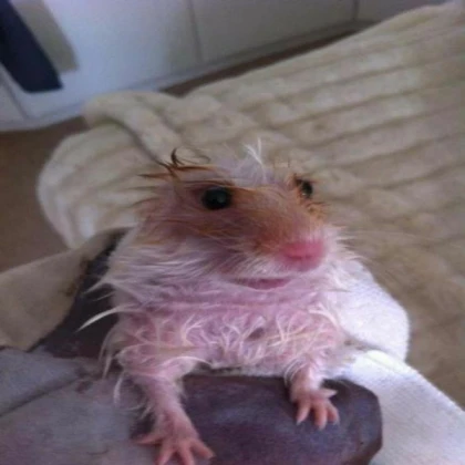wet hampster