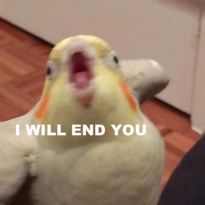 yay bird memes