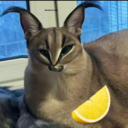 WHEN FLOPPA EATS A LEMON