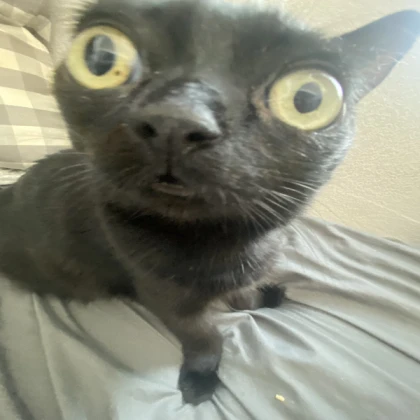 Me after eating a Popeyes biscuit without drink