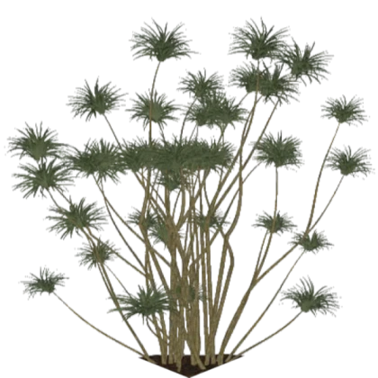 Roblox decal plant - small tropic