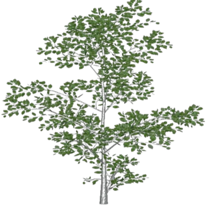 Roblox decal plant - tree