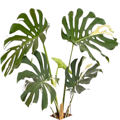 Roblox decal plant -