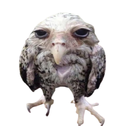 Wet Owl