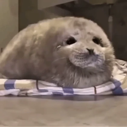 fluffy baby seal