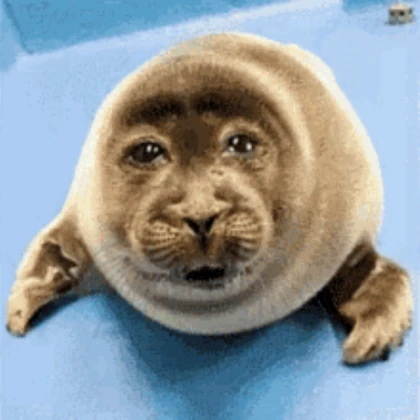 ugly baby seal