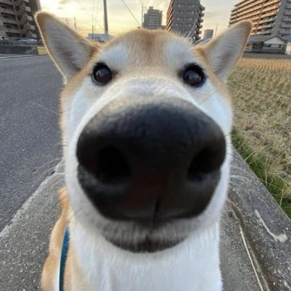dog sniff