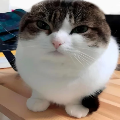 Oh the missery cat/wawa cat