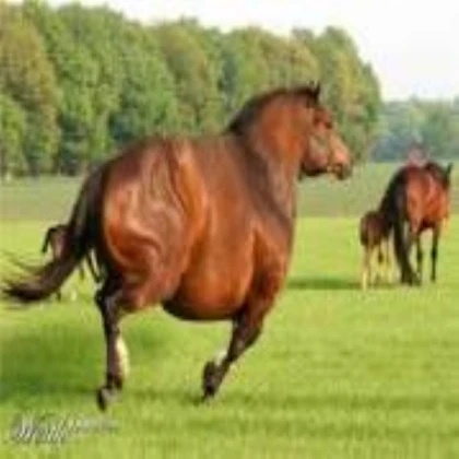 fat horse running