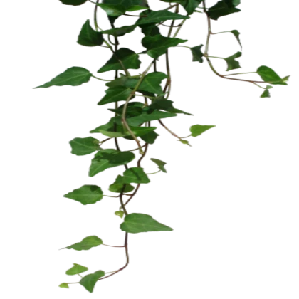 Ivy png down thin