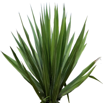 Spiky plant png