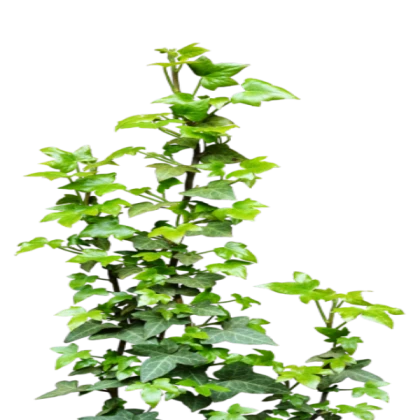 Ivy png 1