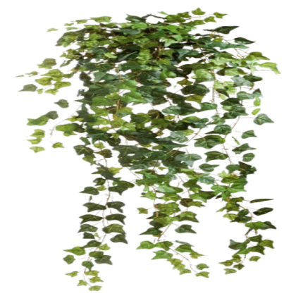 Ivy png down